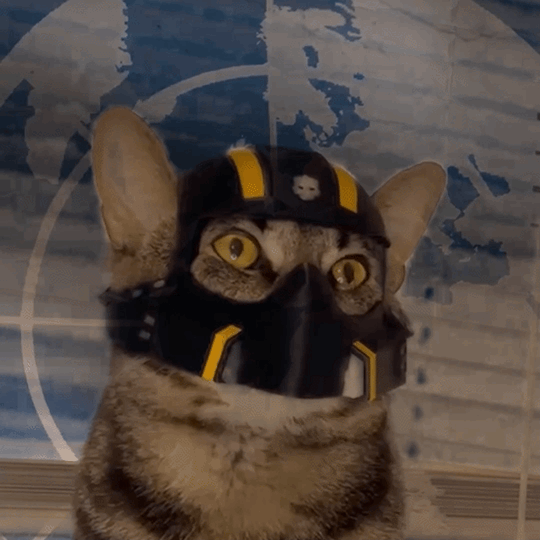 Physical Cat Helmets 😎