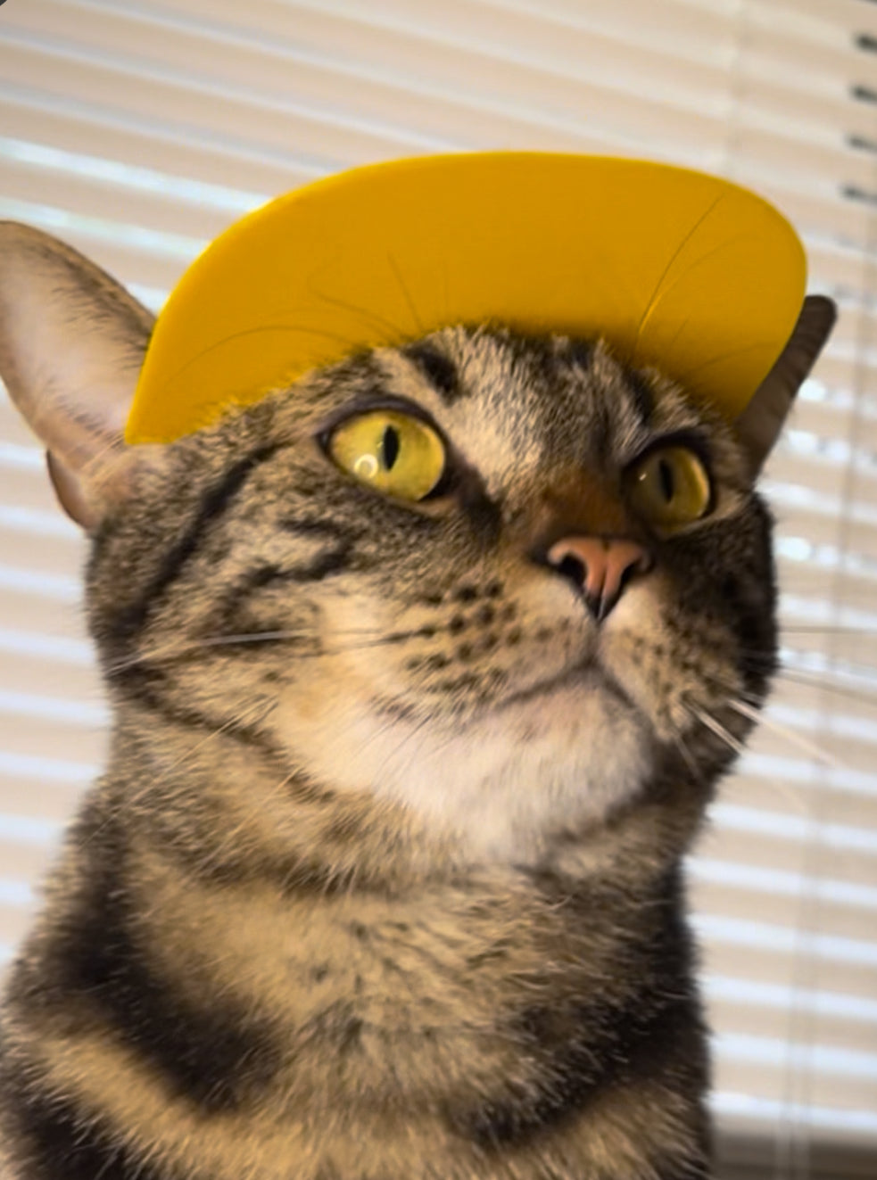Baseball Cat Cap [Physical Product]