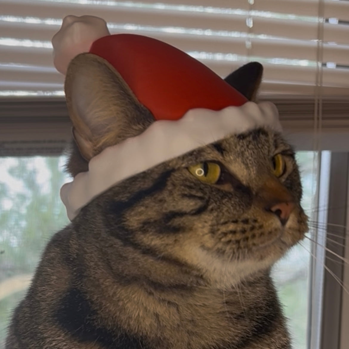 Santa Bimbus Cat Hat