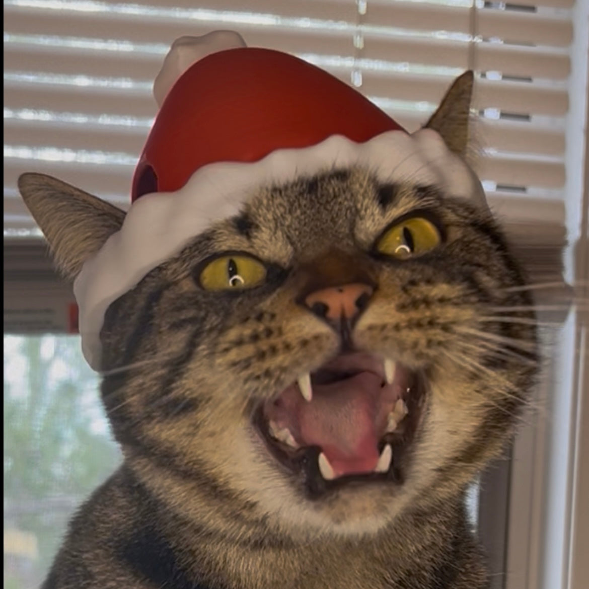 Santa Bimbus Cat Hat