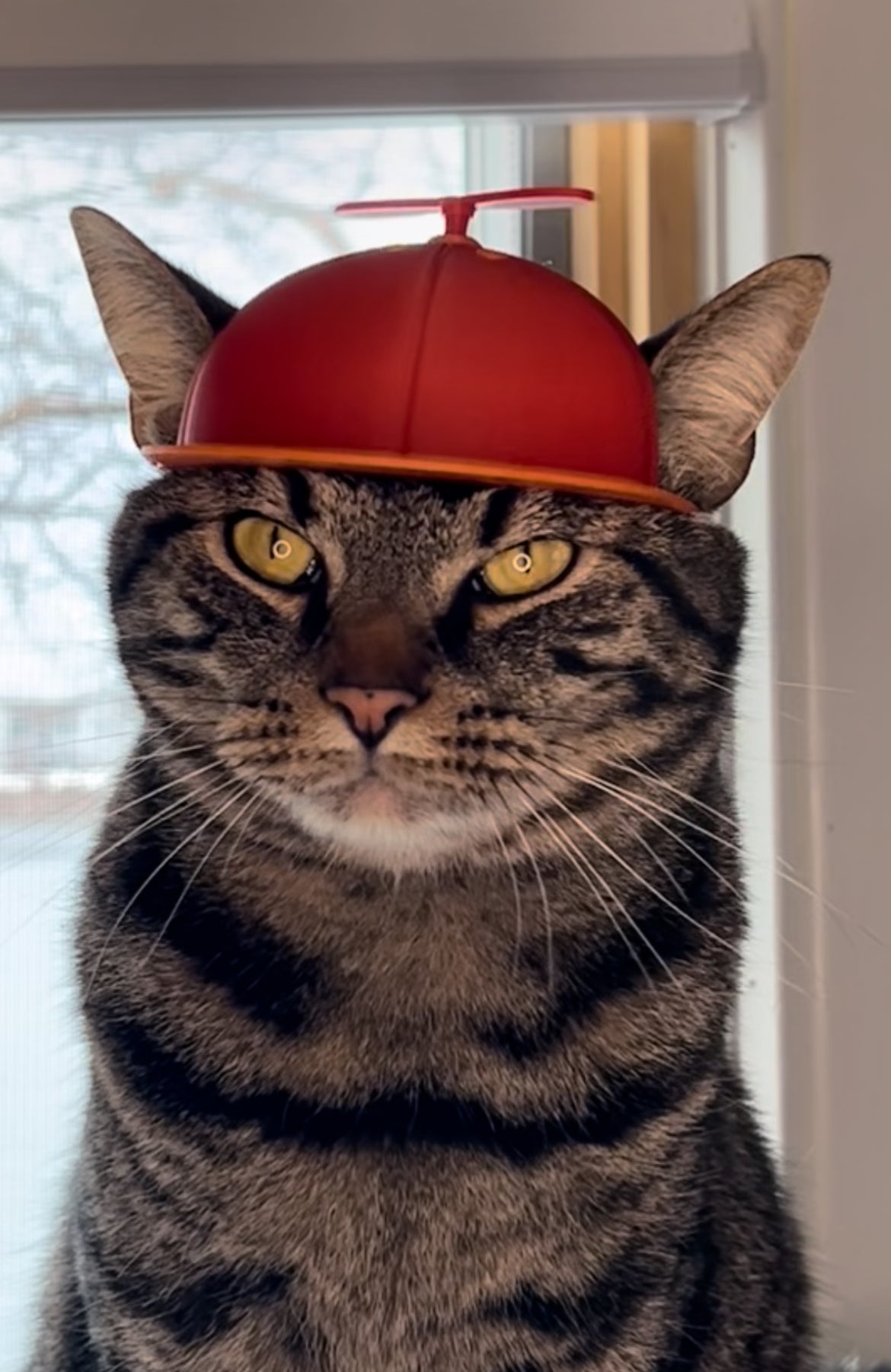 Propeller Cat Cap (NEW)