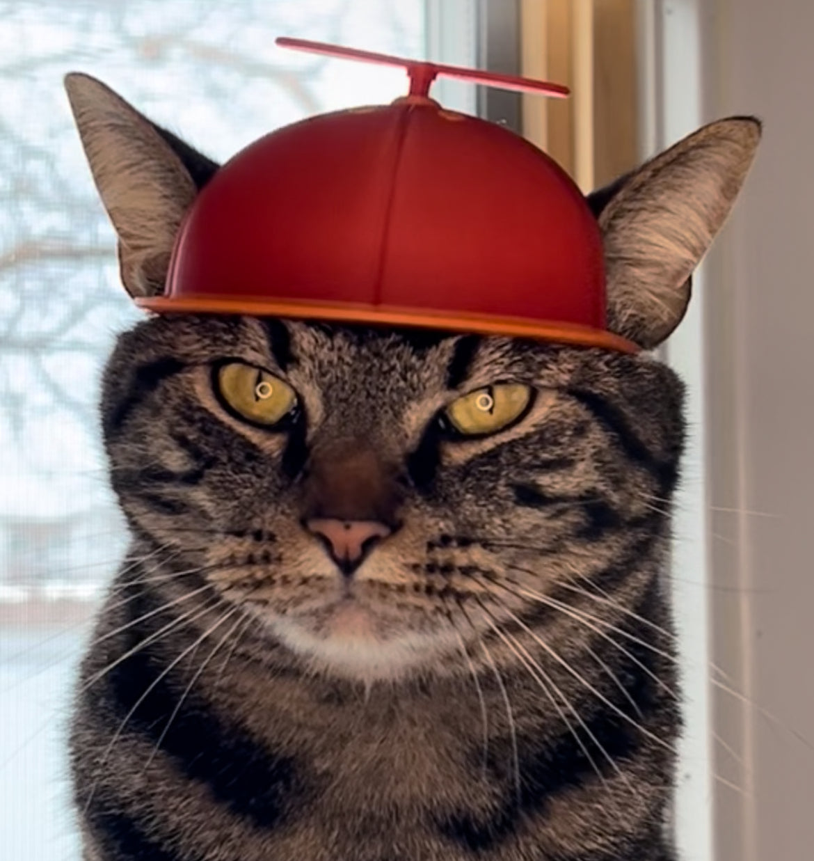 Propeller Cat Cap (NEW)