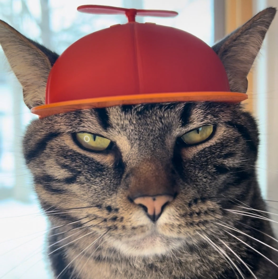 Propeller Cat Cap (NEW)