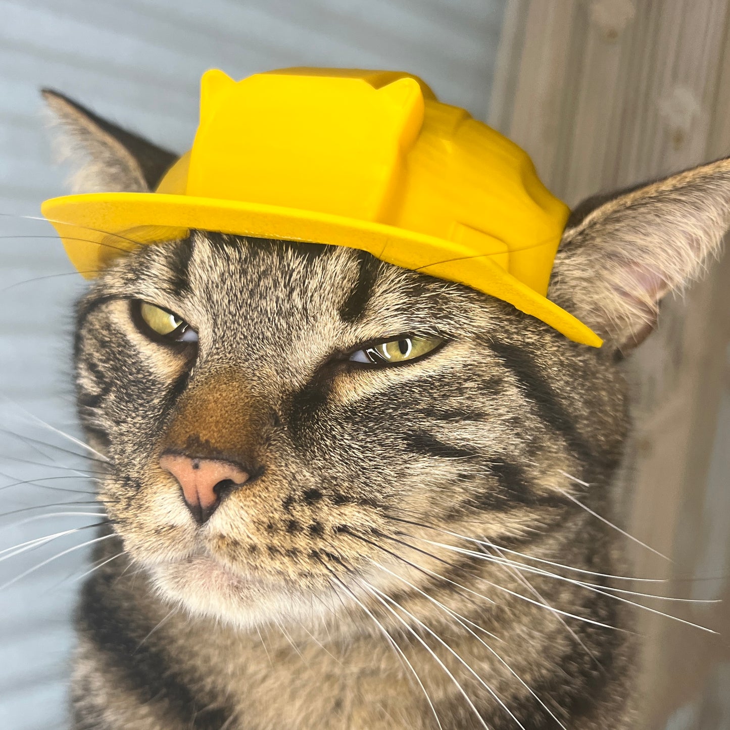 Construction Cat Helmet [Physical Product]