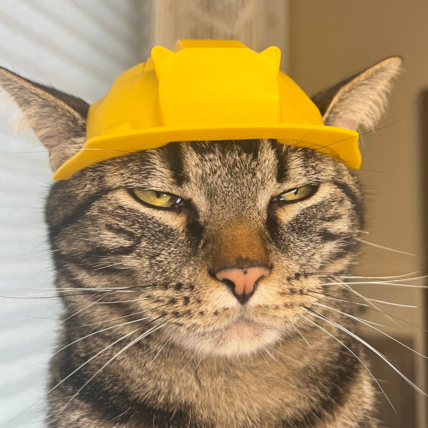 Construction Cat Helmet [Physical Product]