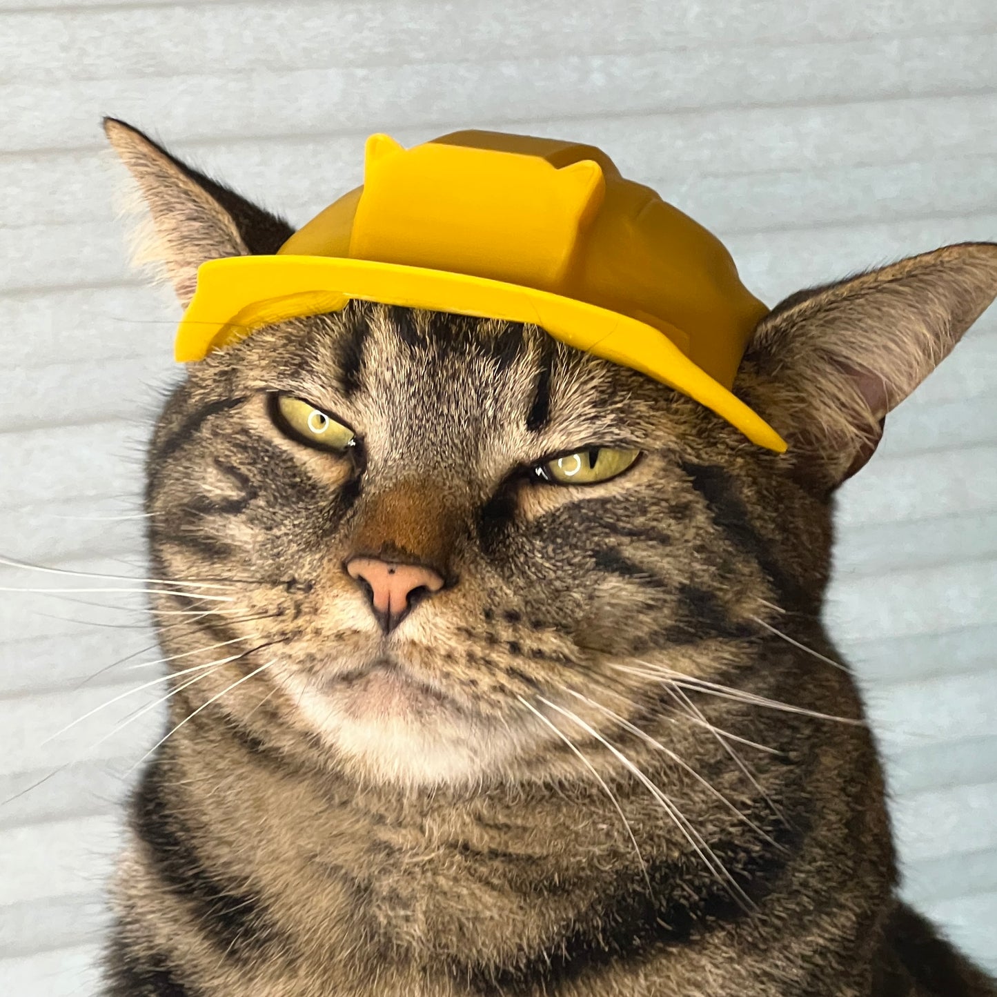 Construction Cat Helmet [Physical Product]