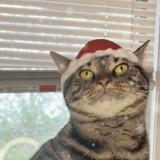 Santa Bimbus Cat Hat