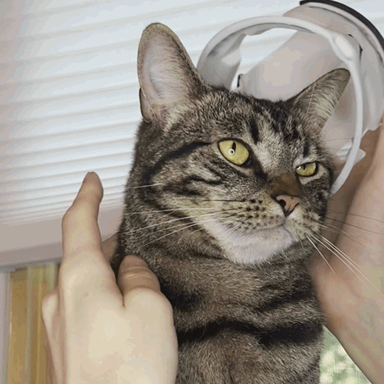Bimbus Clone Army Cat Helmet [Physical Helmet]