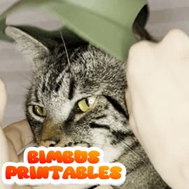 Froggie Cat Hat [Physical Helmet]